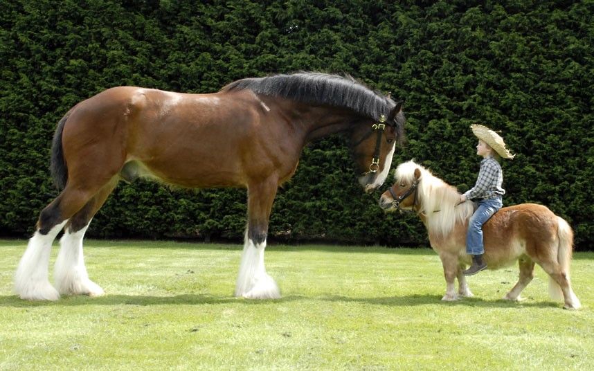 Shetland Pony